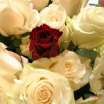 WeisserStrauss_RoteEinzelrose
